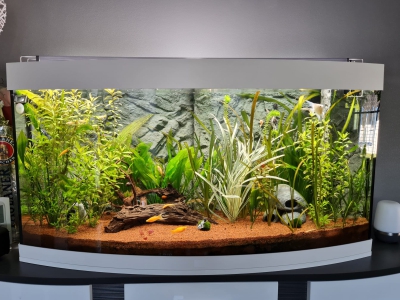 LED Beleuchtung Aquarium Süßwasser Giesemann Pulzar G3