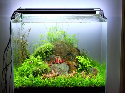 LED Beleuchtung Aquarium Süßwasser Giesemann Pulzar G3 Aquariumbeleuchtung